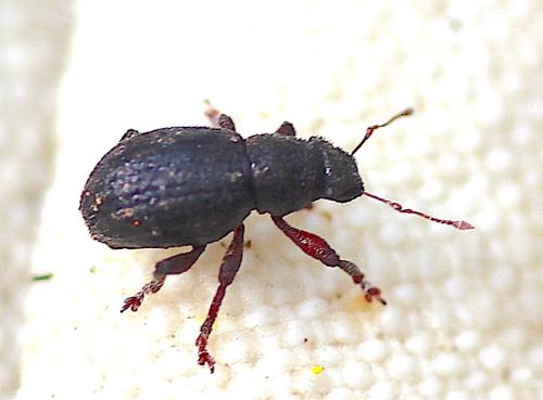 Strophosoma sp.